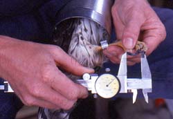 Measuring a raptor's hallux. Copyright Beth Davidow, 2000.